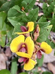 Bossiaea
