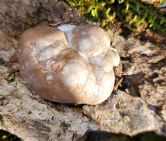 Reticularia lycoperdon