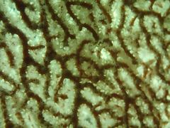 Melithaea zimmeri