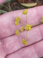 Bupleurum falcatum