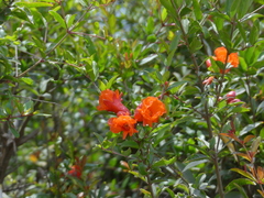 Punica