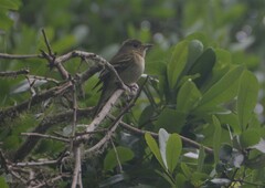 Empidonax virescens