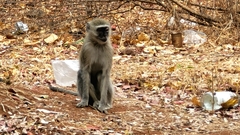 Chlorocebus pygerythrus pygerythrus