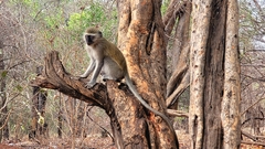 Chlorocebus pygerythrus pygerythrus