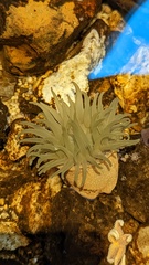 Actiniidae