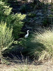 Egretta thula