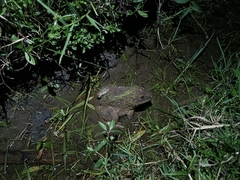 Hoplobatrachus chinensis