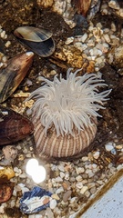 Sagartiogeton undatus