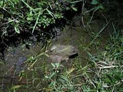 Hoplobatrachus chinensis