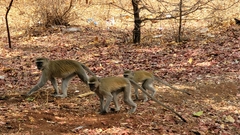 Chlorocebus pygerythrus pygerythrus