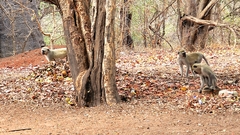 Chlorocebus pygerythrus pygerythrus