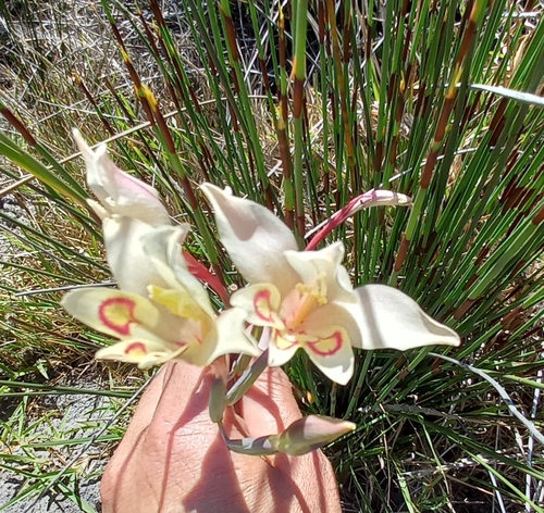 Image of Gladiolus angustus by (c) Bronwen Foster, some rights reserved (CC BY)