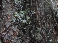 Hypogymnia occidentalis