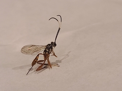 Ichneumonidae