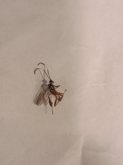 Ichneumonidae