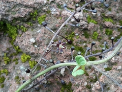Dioscorea galeottiana