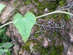 Dioscorea galeottiana