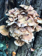 Desarmillaria tabescens