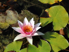 Nymphaea × marliacea