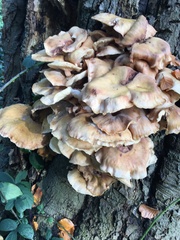 Desarmillaria tabescens