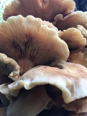 Desarmillaria tabescens