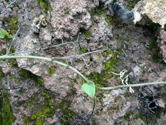 Dioscorea galeottiana