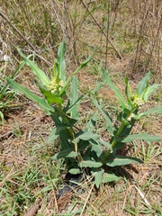 Xysmalobium undulatum