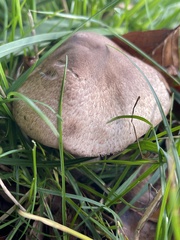 Agaricus sylvaticus
