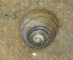 Austrocochlea constricta