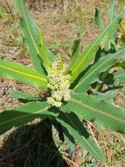 Xysmalobium undulatum