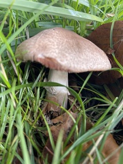 Agaricus sylvaticus