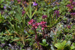 Sempervivum arachnoideum