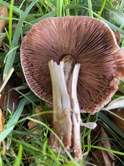 Agaricus sylvaticus