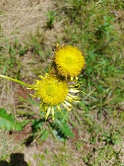 Berkheya radula