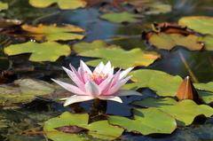 Nymphaea × marliacea