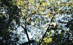 Propithecus verreauxi