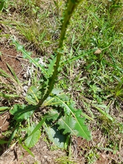 Berkheya radula