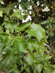 Pittocaulon praecox