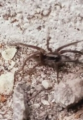 Lycosoidea