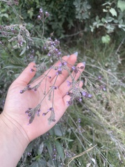 Verbena brasiliensis