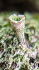 Cladonia humilis