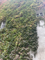 Parthenocissus