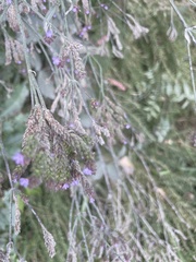 Verbena brasiliensis