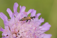 Oedemera femorata