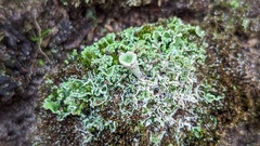 Cladonia humilis