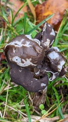 Helvella lacunosa