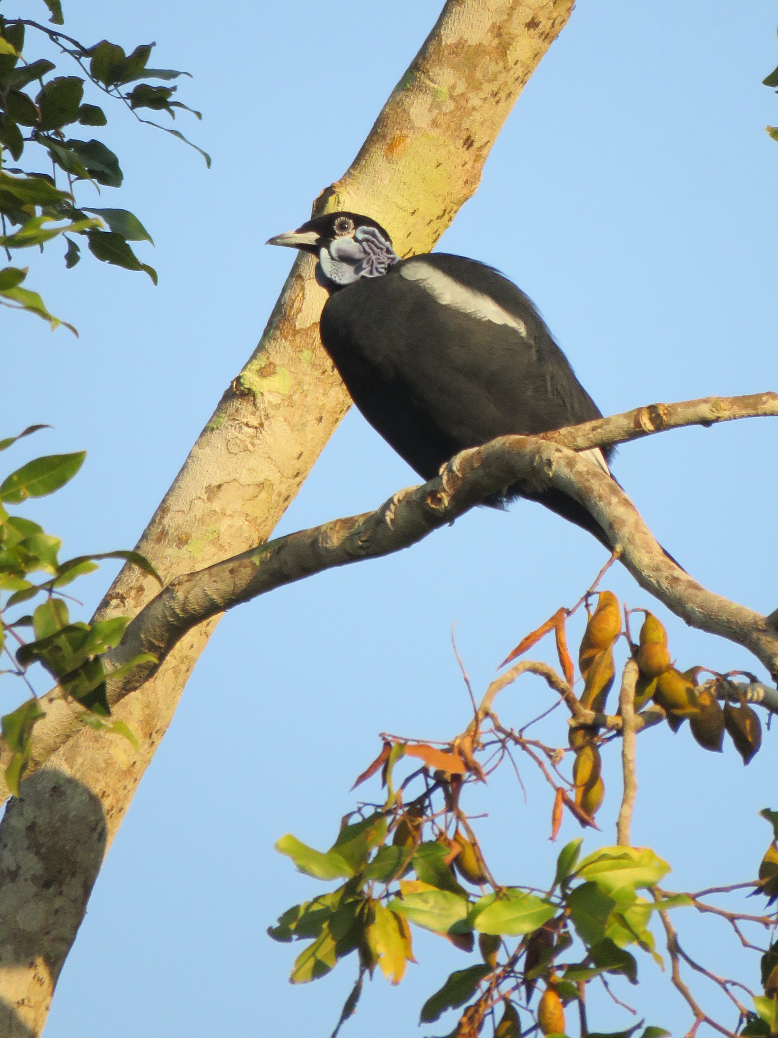 Bare-necked Fruitcrow illustration