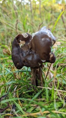 Helvella lacunosa