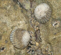 Bembicium nanum