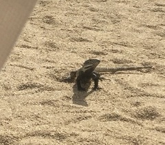 Ctenosaura hemilopha